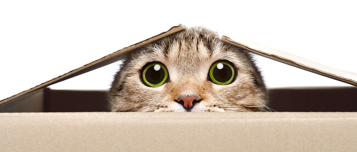 Gettyimages 1097010202